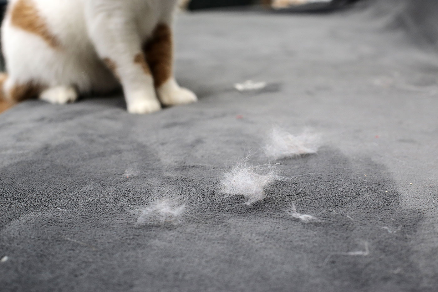 How to keep a clean house when you have a cat High Class Cleaning